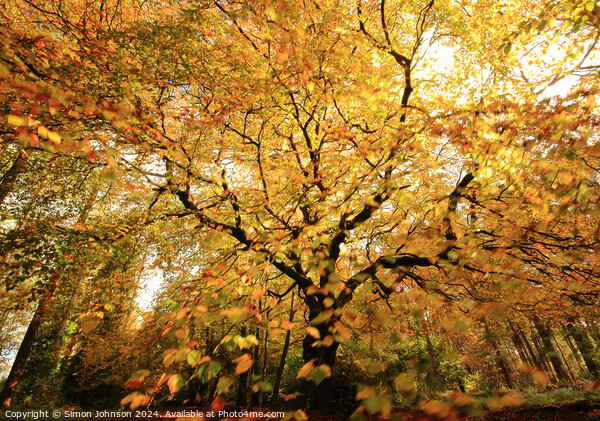 Autumnal Woodland Picture Board by Simon Johnson