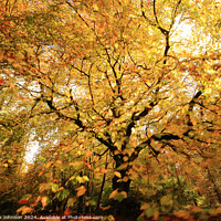 Buy canvas prints of Autumnal Woodland by Simon Johnson