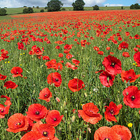 Buy canvas prints of Poppy field by Simon Johnson