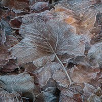 Buy canvas prints of frosted leaves by Simon Johnson
