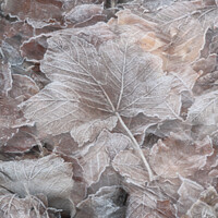 Buy canvas prints of frosted leaves by Simon Johnson