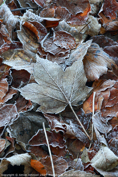 Frosted leaves Picture Board by Simon Johnson