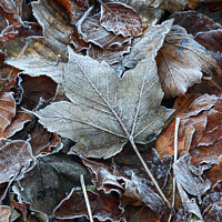 Buy canvas prints of Frosted leaves by Simon Johnson