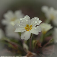 Buy canvas prints of Primrose flower by Simon Johnson