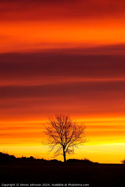 Tree silhouette sunrise Picture Board by Simon Johnson