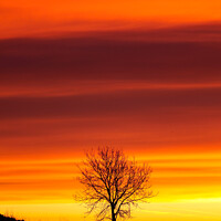 Buy canvas prints of Tree silhouette sunrise by Simon Johnson