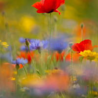 Buy canvas prints of  Poppy and meadow fowers by Simon Johnson
