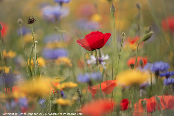Poppies and wild flowers Picture Board by Simon Johnson