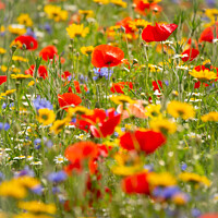 Buy canvas prints of  poppy and meadow flowers by Simon Johnson