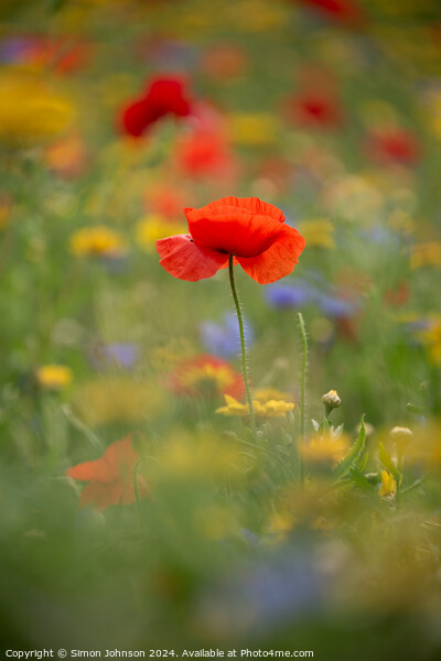 A close up of a Poppy flower Picture Board by Simon Johnson