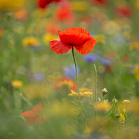 Buy canvas prints of A close up of a Poppy flower by Simon Johnson