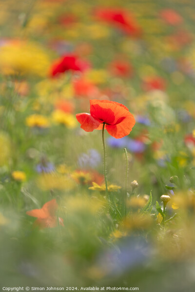 A close up of a  Poppy flower Picture Board by Simon Johnson