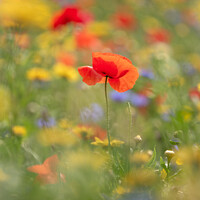 Buy canvas prints of A close up of a  Poppy flower by Simon Johnson