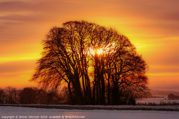 Tree silhouette at  sunrise Picture Board by Simon Johnson