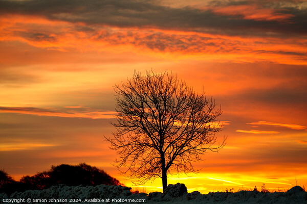  Tree silhouette at sunrise Picture Board by Simon Johnson