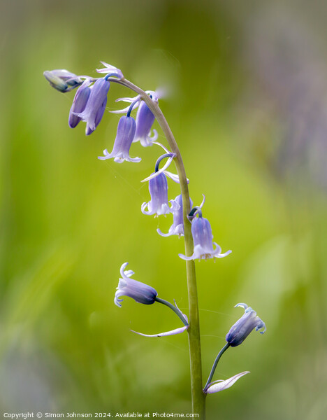  Bluebell close up Picture Board by Simon Johnson