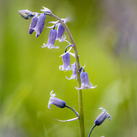 Buy canvas prints of  Bluebell close up by Simon Johnson