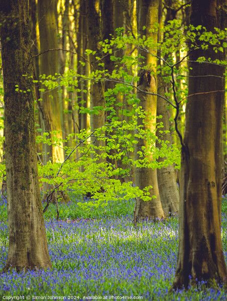 Sunlit leaves and Bluebells Picture Board by Simon Johnson