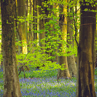 Buy canvas prints of Sunlit leaves and Bluebells by Simon Johnson