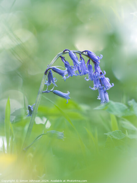 A close up of a bluebell  Picture Board by Simon Johnson