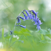 Buy canvas prints of A close up of a bluebell  by Simon Johnson