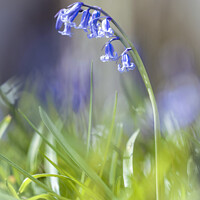 Buy canvas prints of A close up of a bluebell flower by Simon Johnson