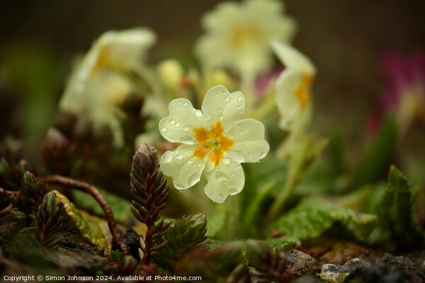 Primrose flowers  Picture Board by Simon Johnson