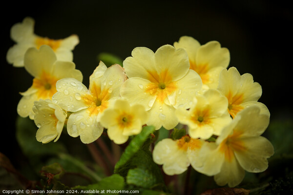 Primrose flowers  Picture Board by Simon Johnson