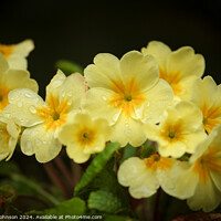 Buy canvas prints of Primrose flowers  by Simon Johnson