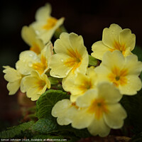 Buy canvas prints of Primrose flowers by Simon Johnson