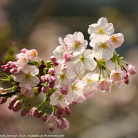 Buy canvas prints of sunlit spring Cherry Blossom by Simon Johnson