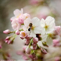 Buy canvas prints of bee in Blossom by Simon Johnson