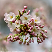 Buy canvas prints of Cherry Blossom   by Simon Johnson