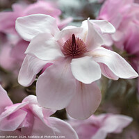Buy canvas prints of Magnolia flower by Simon Johnson