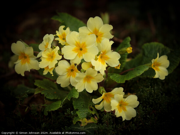Primrose  flowers Picture Board by Simon Johnson