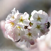 Buy canvas prints of Cherry Blossom  by Simon Johnson