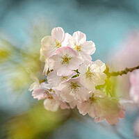 Buy canvas prints of spring cherry blossom by Simon Johnson