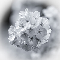 Buy canvas prints of  spring blossom in Monochrome  by Simon Johnson