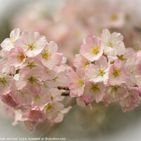 Buy canvas prints of Spring blossom  by Simon Johnson