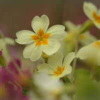 Buy canvas prints of Primrose flowers by Simon Johnson