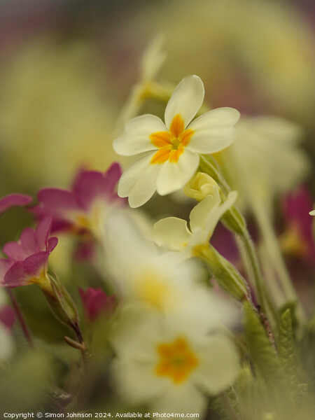 Primrose  flowers Picture Board by Simon Johnson