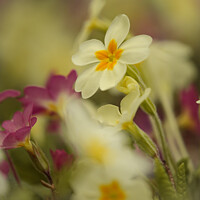 Buy canvas prints of Primrose  flowers by Simon Johnson