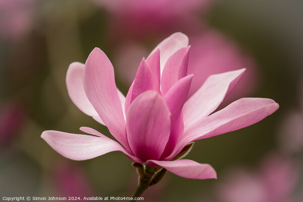 Pink Magnolia flower Picture Board by Simon Johnson