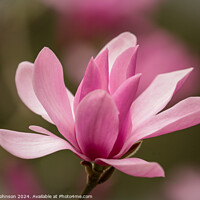 Buy canvas prints of Pink Magnolia flower by Simon Johnson