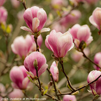 Buy canvas prints of Magnoliat flowers by Simon Johnson