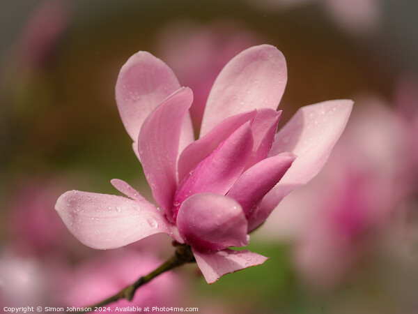 Pink magnolia flower  Picture Board by Simon Johnson