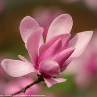 Buy canvas prints of Pink magnolia flower  by Simon Johnson