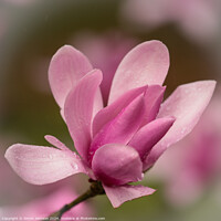 Buy canvas prints of Pink magnolia  flower by Simon Johnson