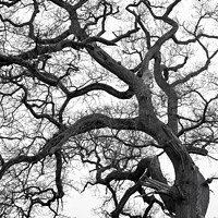 Buy canvas prints of Form Pattern and texture tree profile by Simon Johnson