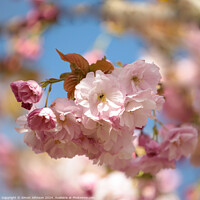 Buy canvas prints of A close up of  Cherry Blossom  by Simon Johnson